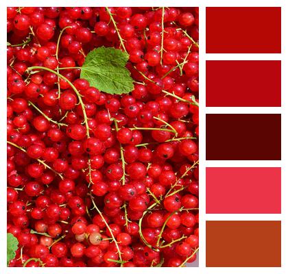 Red Beautiful Wallpaper Currants Image